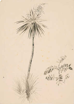 Дорфман Елизавета Григорьевна. Юкка алоэлистная